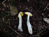 Aureoboletus auriporus image