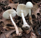 Amanita brunnescens image