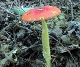 Amanita parcivolvata image
