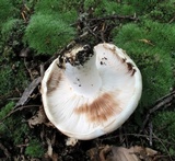 Russula compacta image