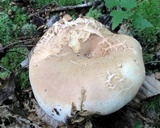 Russula compacta image