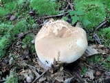 Russula compacta image