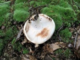 Russula compacta image