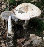 Amanita whetstoneae image