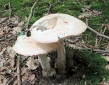 Amanita whetstoneae image