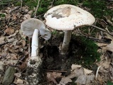 Amanita whetstoneae image