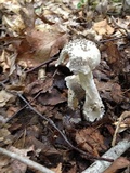 Amanita onusta image
