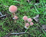 Tubaria confragosa image