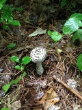 Amanita onusta image