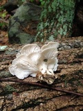 Pleurotus pulmonarius image