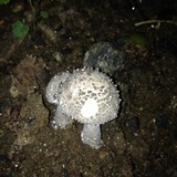 Amanita onusta image