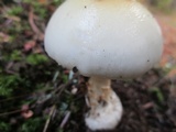 Amanita praecox image