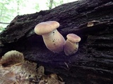 Tapinella atrotomentosa image