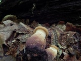 Tapinella atrotomentosa image