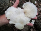 Pleurotus pulmonarius image