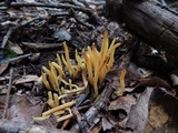 Clavulinopsis fusiformis image