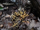 Clavulinopsis fusiformis image