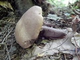 Tylopilus plumbeoviolaceus image