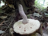 Tylopilus plumbeoviolaceus image