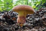 Boletus speciosus image