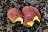 Boletus speciosus image