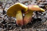 Boletus speciosus image