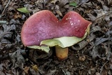 Boletus speciosus image