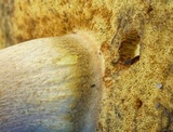 Boletus speciosus image