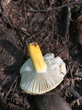 Russula flavida image