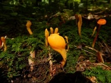 Microglossum rufum image