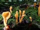 Microglossum rufum image
