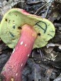 Boletus pallidoroseus image