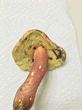 Boletus pallidoroseus image