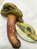 Boletus pallidoroseus image