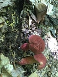Baorangia bicolor image
