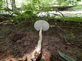 Amanita sect. Vaginatae image