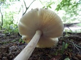 Amanita sect. Vaginatae image