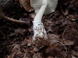 Amanita sect. Vaginatae image