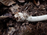 Amanita sect. Vaginatae image