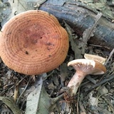 Lactarius peckii image
