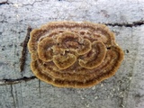 Abortiporus biennis image