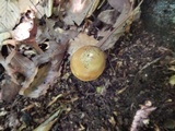 Amanita sect. Vaginatae image