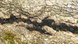 Holwaya mucida image
