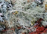 Usnea halei image
