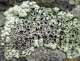 Lecanora argopholis image