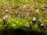 Holwaya mucida image