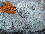 Lecanora argopholis image