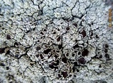 Lecanora argopholis image