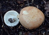 Russula compacta image