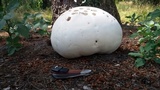 Lycoperdon utriforme image